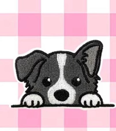 Patch - Border Collie